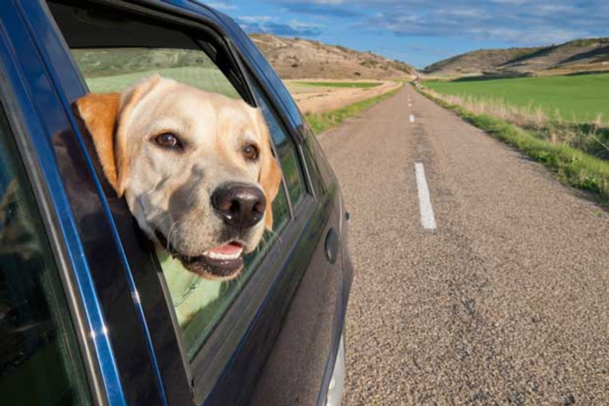 Heller Hund schaut aus dem Fenster eines fahrenden Autos. Leere Straße in den Bergen