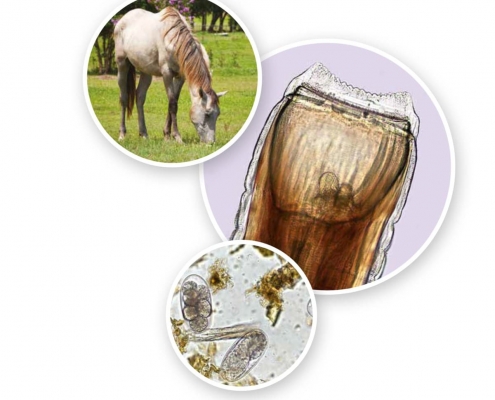 Empfehlung zu gastrointestinalen Parasiten beim Pferd als Heft
