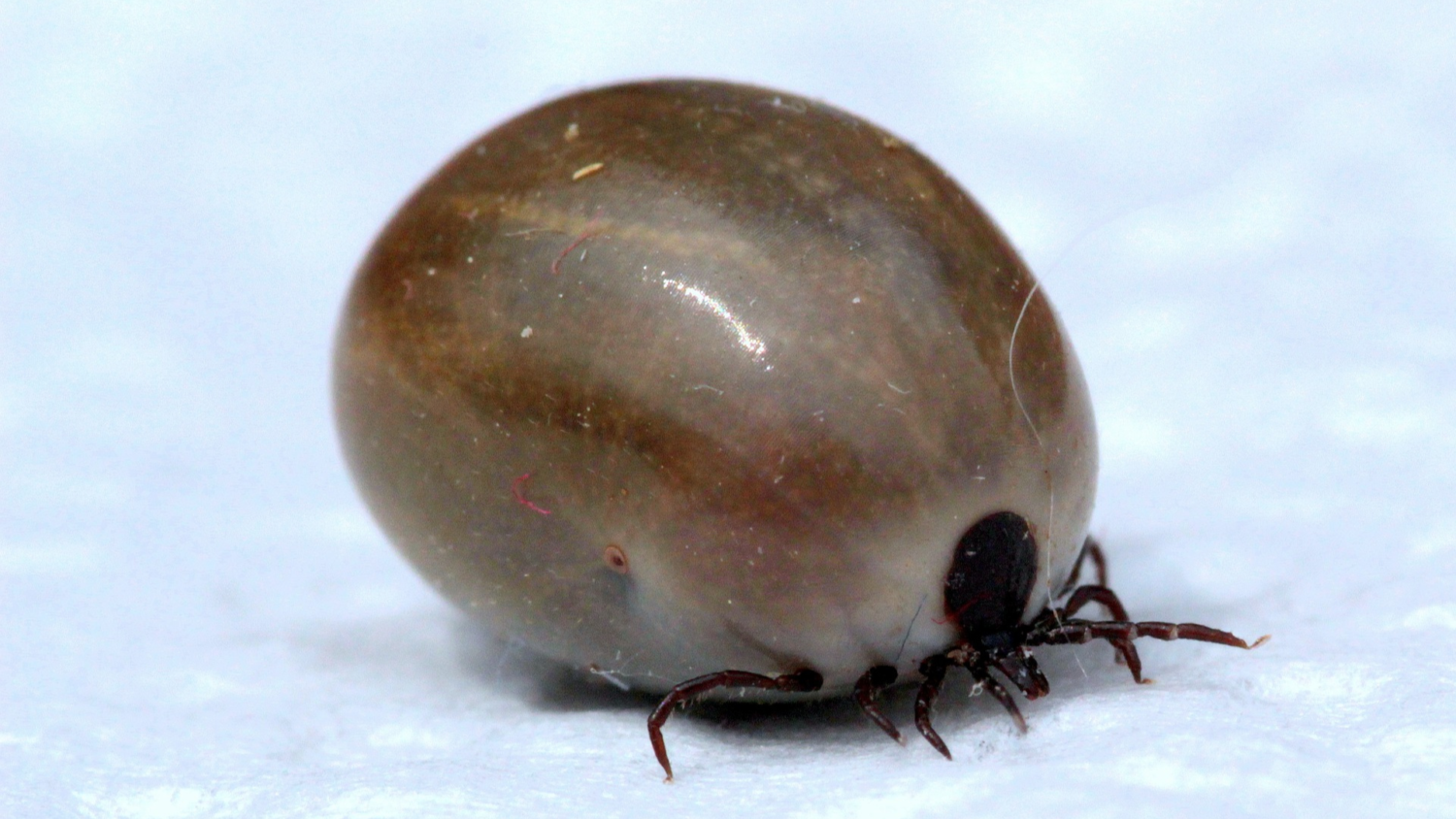 Borreliose beim Hund ESCCAP DEUTSCHLAND