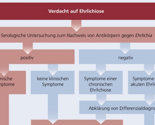 Diagnoseleitfaden der Ehrlichiose