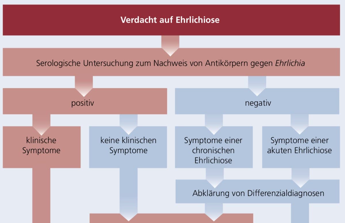 Diagnose canine Ehrlichiose DEUTSCHLAND