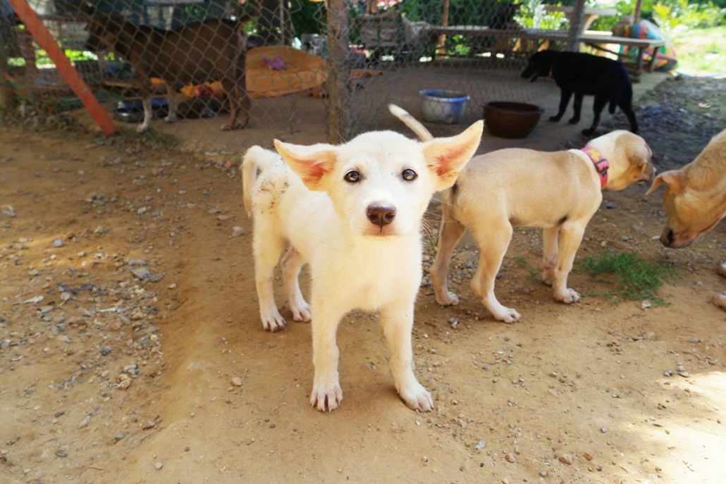 Checkliste für Hunde aus dem Ausland ESCCAP DEUTSCHLAND