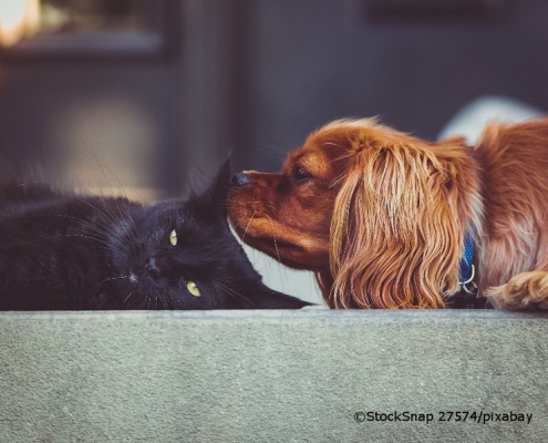 Hund schnuppert Ohr von Katze