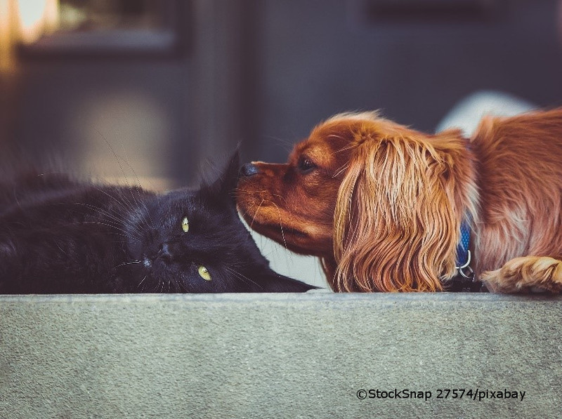 Hund schnuppert Ohr von Katze