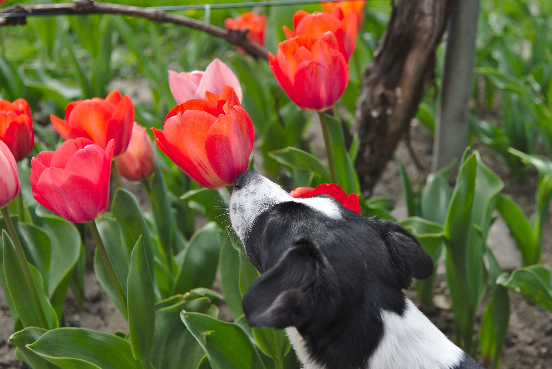 Urlaub mit Hund in Holland ESCCAP DEUTSCHLAND