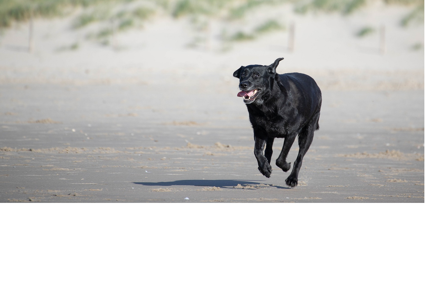 Urlaub mit Hund in Dänemark ESCCAP DEUTSCHLAND