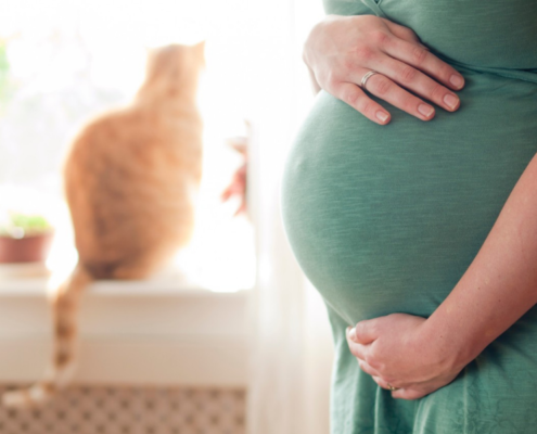 Bauch von schwangerer Frau. Im Hintergrund sitzt eine Katze am Fenster