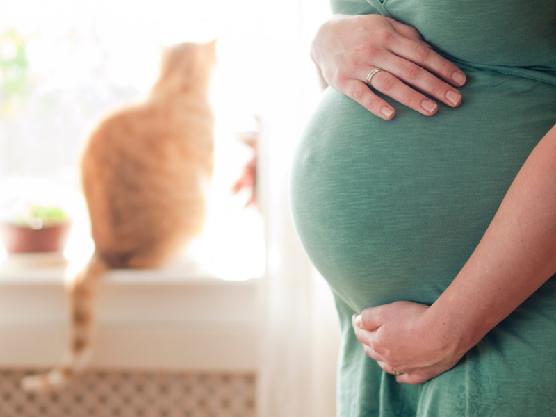 Bauch von schwangerer Frau. Im Hintergrund sitzt eine Katze am Fenster