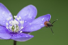 Offene lila Blume mit Zecke