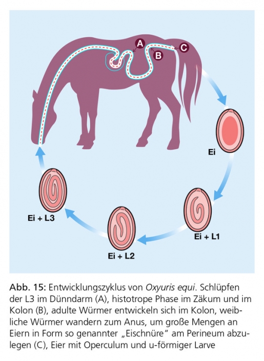 Pferde-Empfehlung GI-Parasiten | ESCCAP DEUTSCHLAND