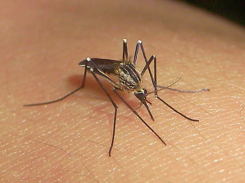 Stechmücke Aedes auf Haut