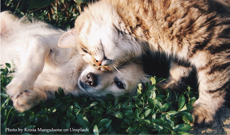 Katze drückt ihren Kopf auf liegenden Hund draußen