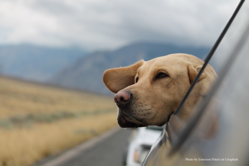 Hund schaut aus dem Autofenster in den Bergen