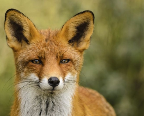 Fuchs im Wald