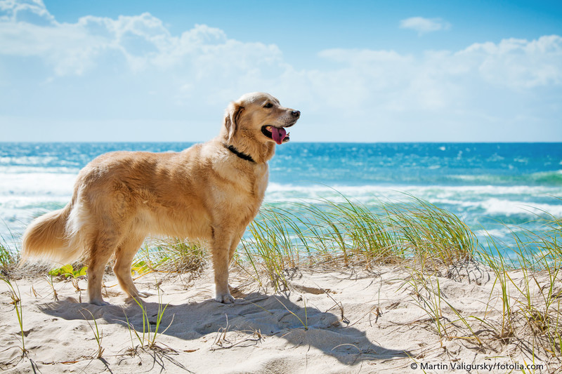 Hund steht auf Dünen. Im Hintergrund ist Meer und Sonne scheint