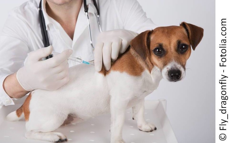 TierärztIn gibt weiß-braunem Hund Spritze. Hund schaut in die Kamera