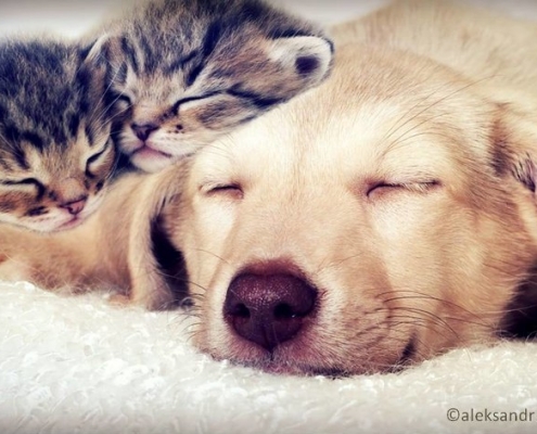 Hund liegt auf Decke. Auf seiner linken Pfote liegen zwei schlafende Katzen-Babys