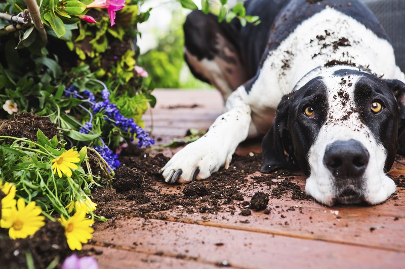 Großer schwarz-weißer Hund liegt im Garten neben Blumen und ist voller Erde