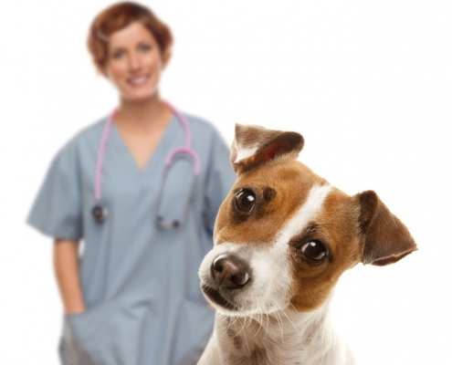 Hund schaut mit schiefen Kopf in die Kamera. Tierärztin steht lächelnd im Hintergrund