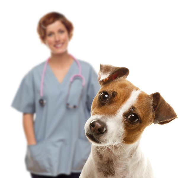 Hund schaut mit schiefen Kopf in die Kamera. Tierärztin steht lächelnd im Hintergrund