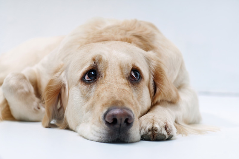 Labrador liegt auf seinen Pfoten und schaut traurig nach oben. Weißer Hintergrund