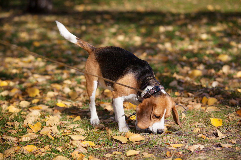 Hund ist an Leine und schnüffelt an herbstlichen Blättern.