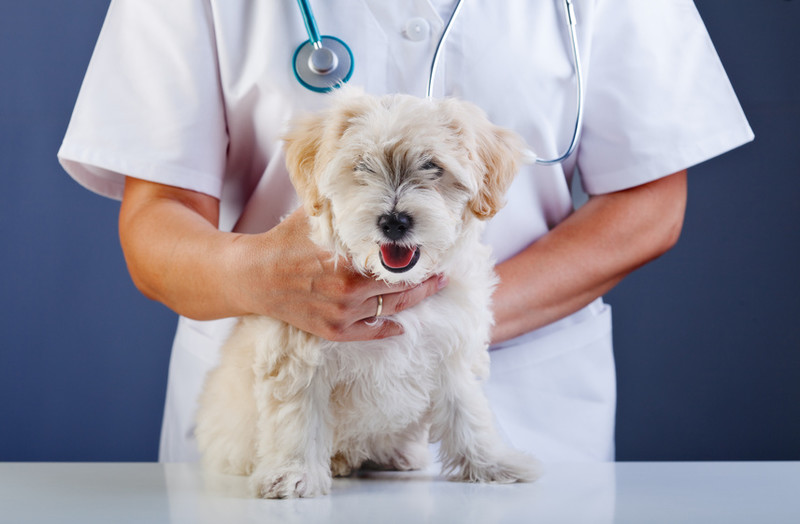 Tieräztin/Tierarzt hält kleinen weißen Hund auf Untersuchungstisch