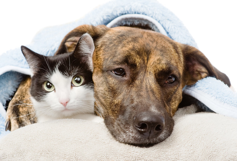 Hund und Katze liegen zusammen unter einer Decke