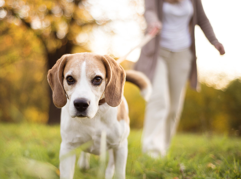 Hund zieht Besitzerin an Leine zur Kamera. Draußen im Sommer