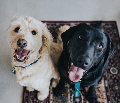 Ein heller und ein dunkler Hund schauen sitzend in die Kamera