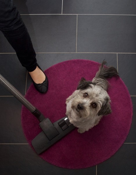 Hund sitzt auf Teppich voller Fell. Frau steht daneben mit Staubsauger. Topshot