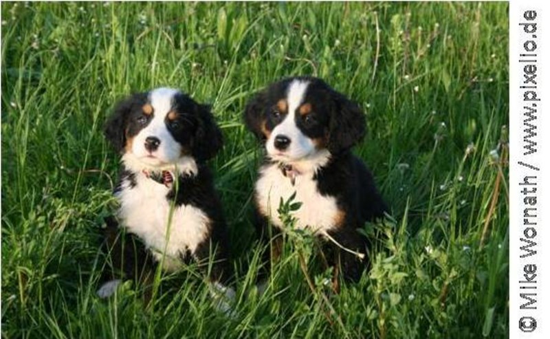 Zwei schwarz-weiße Welpen sitzen im Gras. Sommer