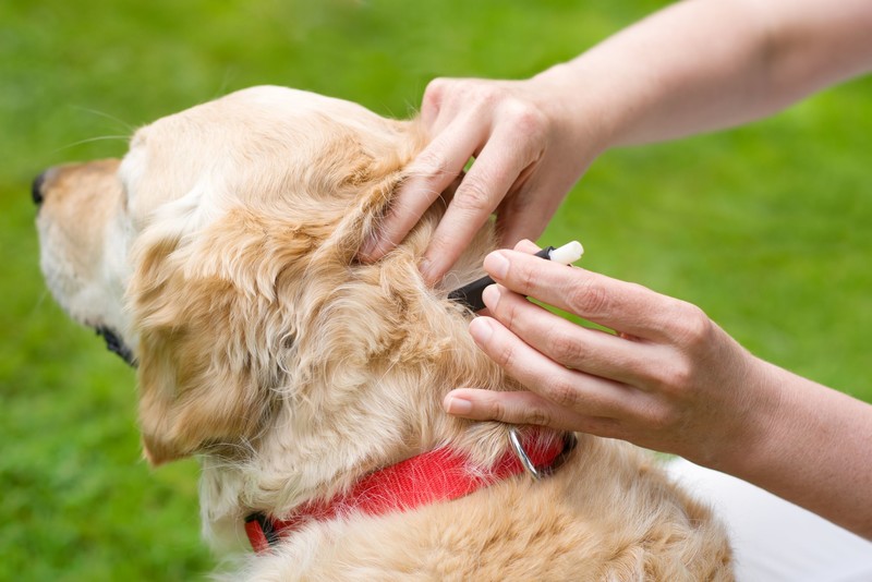 Zecke wird mit Zeckenzange auf dem Fell eines hellen Hundes entfernt
