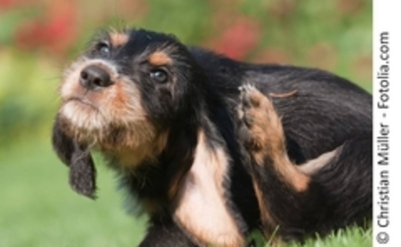 Kleiner schwarz-brauner Hund kratzt sich am Ohr. Draußen im Sommer