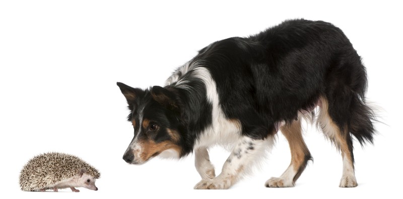 Hund beschnuppert Igel. Weißer Hintergrund