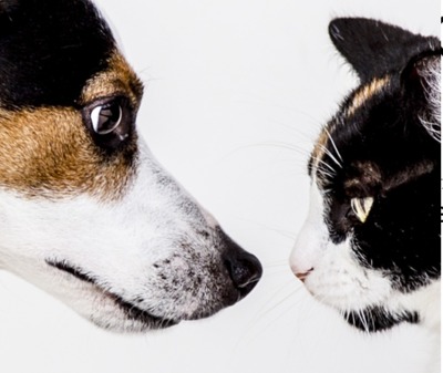 Hund und Katze schauen sich an