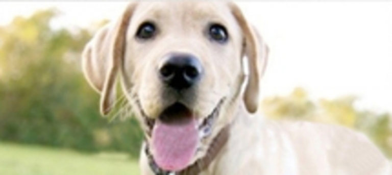 Studie Jeder fünfte Hund hat Wurmeier ESCCAP DEUTSCHLAND