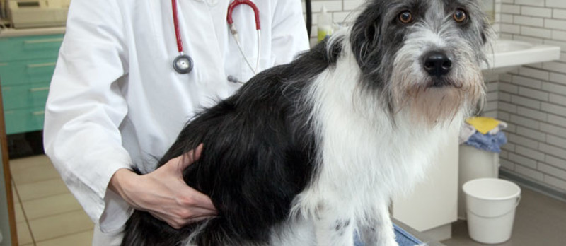 Hund wird von Tierärztin/vom Tierarzt abgetastet