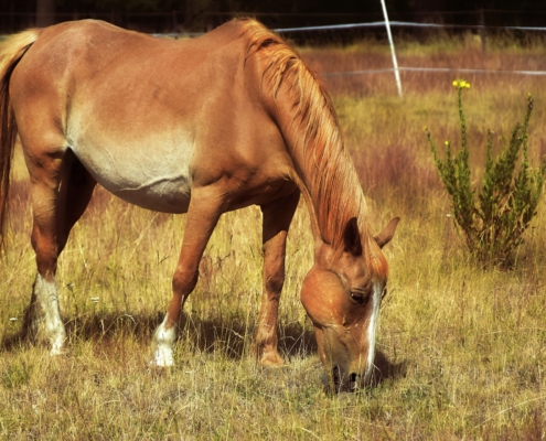 Pferd grast auf Weide, Sommer