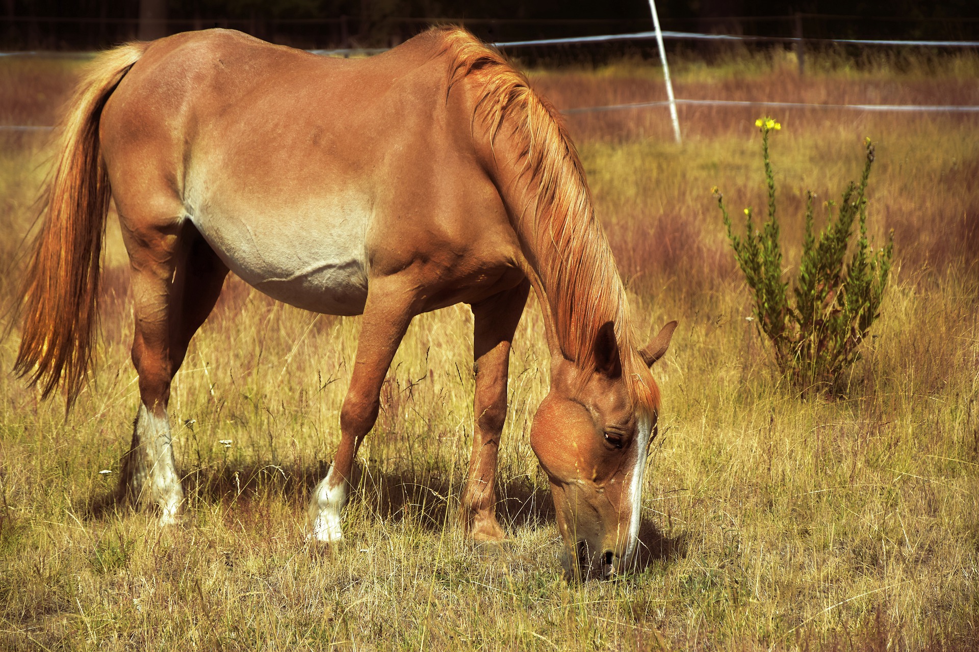 Pferd grast auf Weide, Sommer