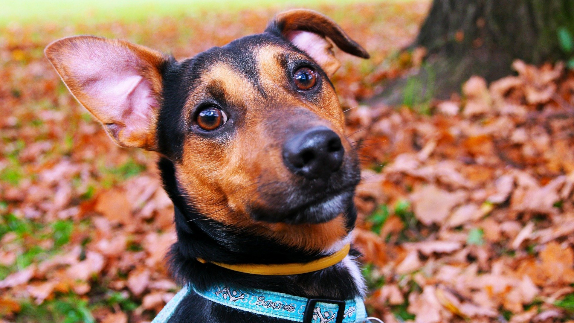 Hund mit einem aufgestellten Ohr draußen im Herbst