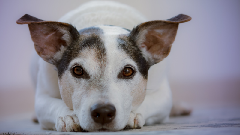 Hund schwarz weiß liegt mit Kopf auf seinen Pfoten