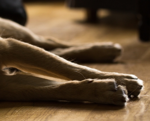 Pfoten eines liegenden Hundes auf Holzboden