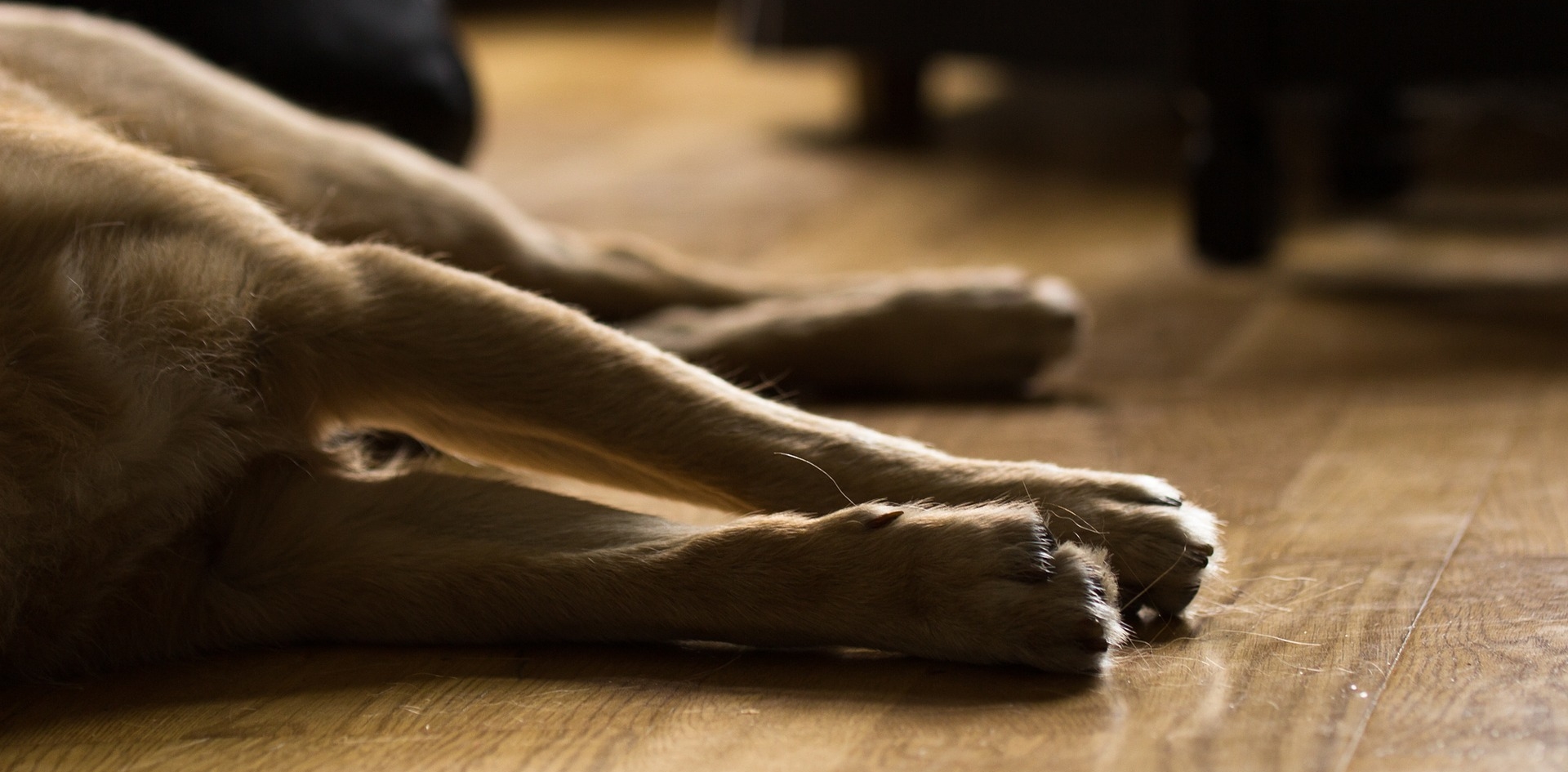 Pfoten eines liegenden Hundes auf Holzboden