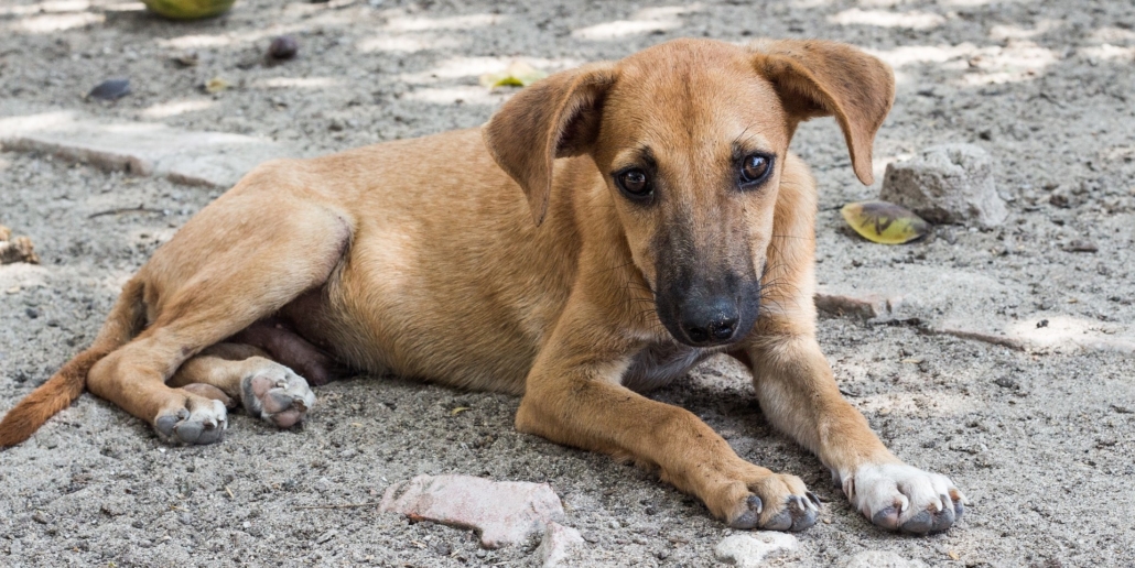 Hund liegt auf Straße