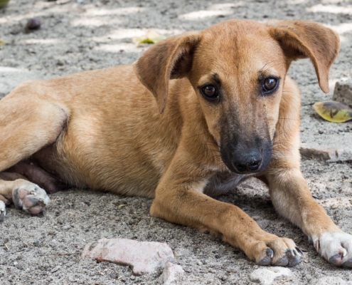 Hund liegt auf Straße