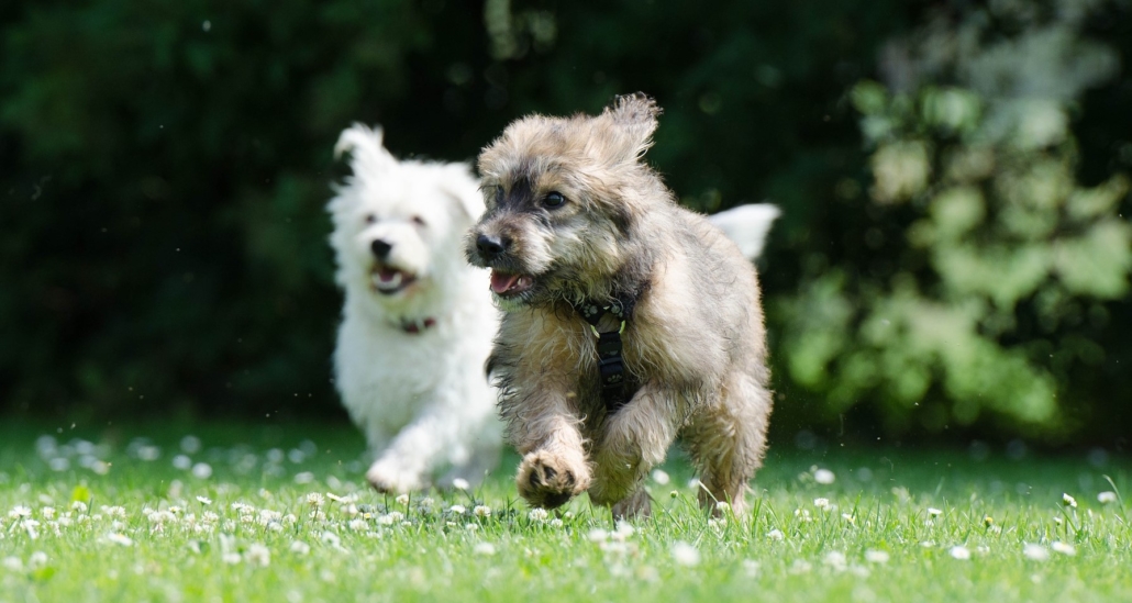 Zwei Hunde spielen draußen