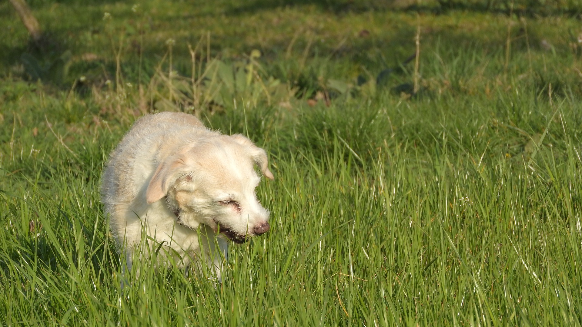 Hund frisst im Gras