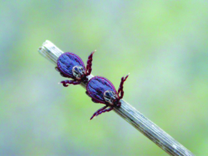 Buntzecke Dermacentor reticulatus