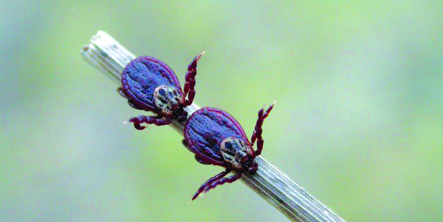 Buntzecke Dermacentor reticulatus